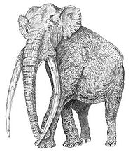 Mammuthus Meridionalis: Descrizione, Evoluzione, Fossili