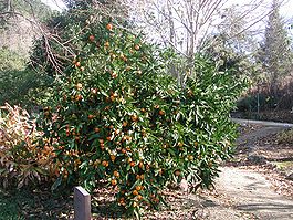 Mandarin orange tree.jpg