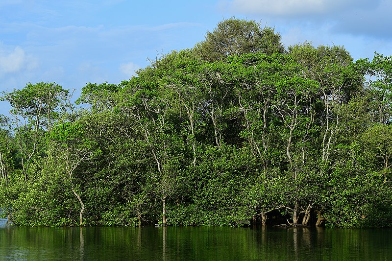 File:Mangrove forests by Shagil Kannur.jpg