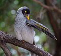 Thumbnail for File:Manorina melanocephala 5.jpg