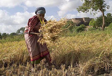 File:Manual harvest in Tirumayam.jpg