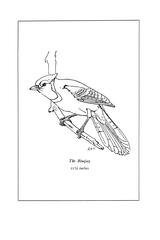 Cyanocitta cristata (common: Bluejay) Plate 16 in: A Manual of Bird Study