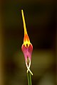 Masdevallia impostor