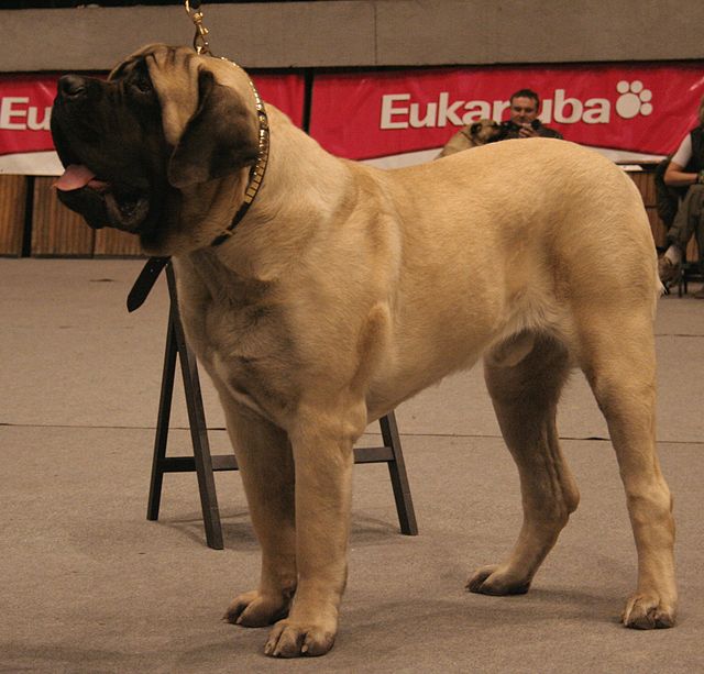 Fila brasileiro – Wikipedia, wolna encyklopedia