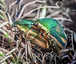 Green June Beetles (Cotinis nitida) mating