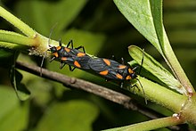 Milkweed üzerinde böcek çiftleşmesi. JPG