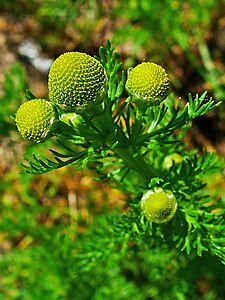 Matricaria discoidea Inflorescences