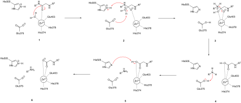 Mechanism of ACE2.svg
