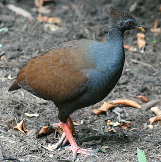 <span class="mw-page-title-main">Orange-footed scrubfowl</span> Species of bird