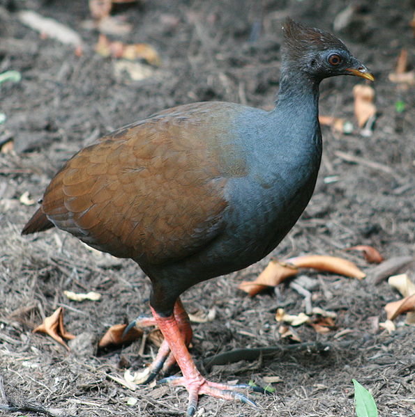 File:Megapodius reinwardt Cairns.jpg