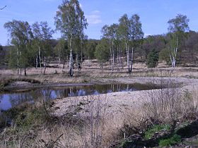 Meinweg Heide.jpg