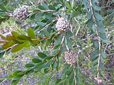 Fruit Melaleuca nesophila (fruits).JPG