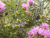 Melaleuca subtrigona