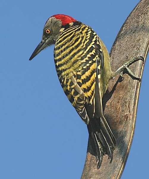 File:Melanerpes striatus001, crop.jpg