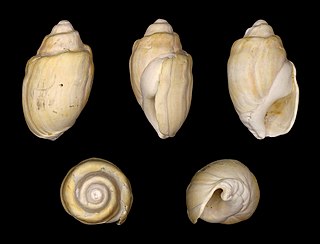 <i>Melanopsis fossilis</i> Species of gastropod