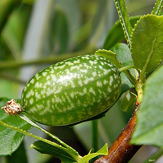 <i>Melothria</i> Genus of Cucurbitaceae plants