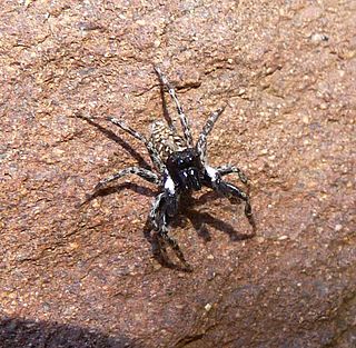 <i>Menemerus plenus</i> Species of spider