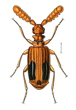 <i>Melanospilus</i> Genus of beetles