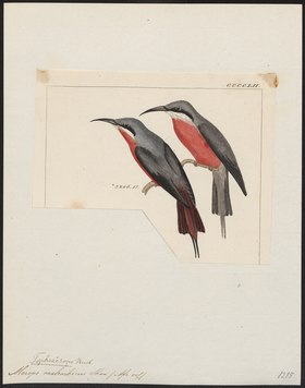 Merops malembicus - 1820-1863 - Print - Iconographia Zoologica - Special Collections University of Amsterdam - UBA01 IZ16800339.tif