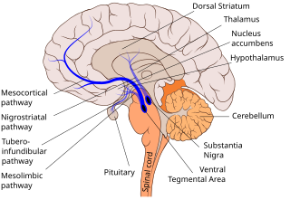 <span class="mw-page-title-main">Mesocortical pathway</span>