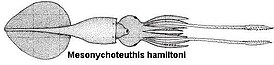 Mesonychoteuthis hamiltoni