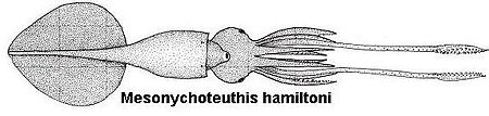 ไฟล์:Mesonychoteuthis hamiltoni.jpg