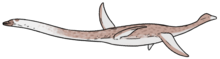 Restoration of M. homalospondylus Microcleidus homalospondylus.png