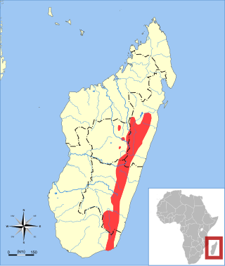 <span class="mw-page-title-main">Least shrew tenrec</span> Species of mammal