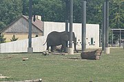 African savanna elephant