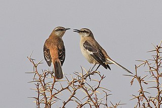 Brown-backed mockingbird Species of bird