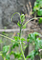 * Nomination Momordica charantia leafbud. --JDP90 08:39, 23 April 2014 (UTC) * Promotion  Support good --A.Savin 15:09, 23 April 2014 (UTC)