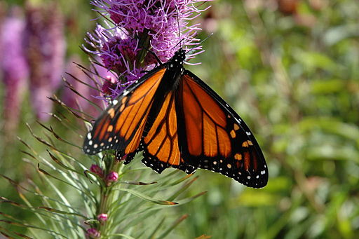 Monarch D70 Test (1316433)