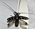 Miniatura para Monochamus sartor