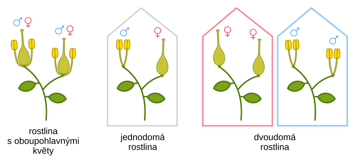 Co je to dvoudomá rostlina?