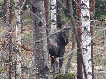 Look out for the elk