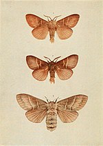 Thumbnail for File:Moths of the British Isles Plate059.jpg