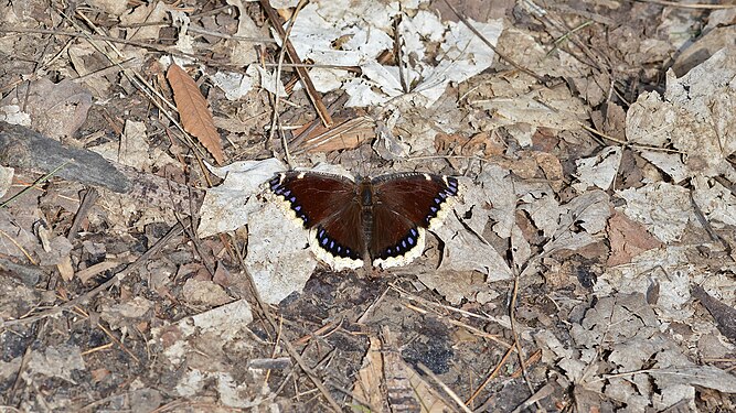 Mourning Cloak (Nymphalis antiopa)