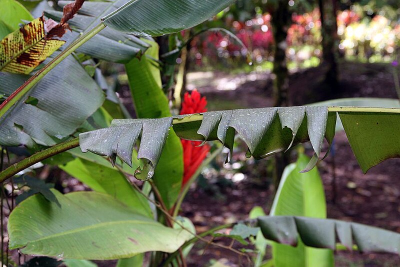 File:Musa coccinea 25zz.jpg