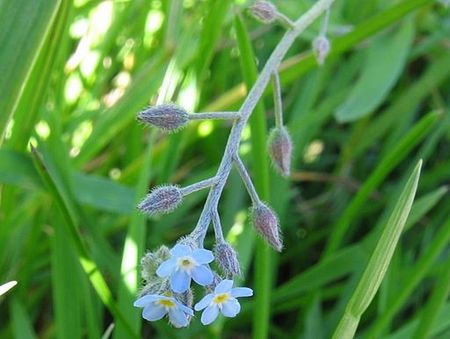 Myosotis_arvensis