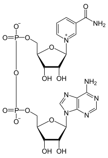 Nicotinamide adenine dinucleotide NAD+ phys.svg