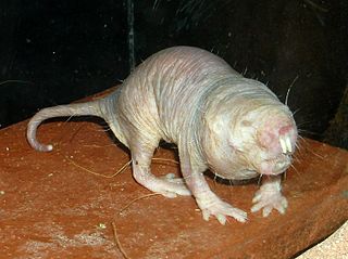 Naked mole-rat Burrowing rodent; one of only two known eusocial mammals