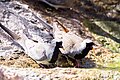 Namaqua Dove-5305 - Flickr - Ragnhild & Neil Crawford.jpg