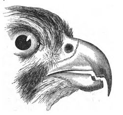 Beak of Falcon