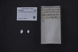 Trivirostra pellucidula