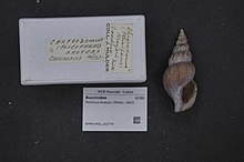 مرکز تنوع زیستی Naturalis - RMNH.MOL.202774 1 - Plicifusus kroeyeri (مولر ، 1842) - Buccinidae - پوسته نرم تنان. jpeg