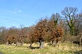 Naturschutzgebiet Mastberg und Innersteaue - Schneitel-Buchen (1).jpg