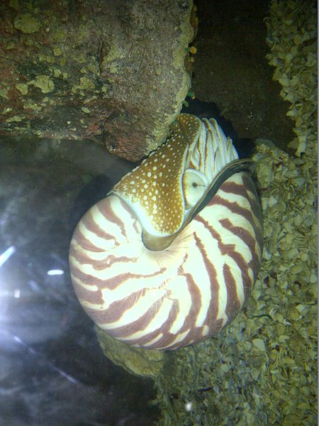 File:Nautilus pompilius - 1.jpg