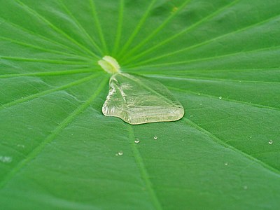 Nelumbo nucifera Lotus effect: water on a leaf