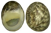 Shell in multiple views of a Nerita polita sea snail Nerita polita (Linne, 1758) (4574792797).jpg