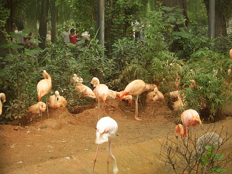 File:Nest of Phoenicopterus.JPG